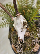 Reclamation: Roe Deer Skull I & II are 14" x 9" preserved mixed-media moss art pieces featuring roe deer skulls set against vibrant moss and ferns. Encased in black oval frames, these striking artworks symbolize life, death, and renewal. Low-maintenance and perfect for modern spaces.