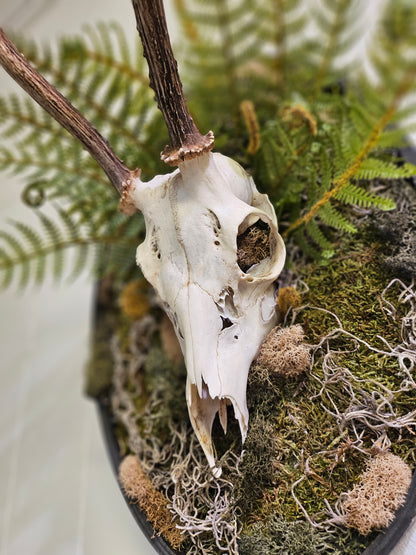 Reclamation: Roe Deer Skull I &amp; II are 14&quot; x 9&quot; preserved mixed-media moss art pieces featuring roe deer skulls set against vibrant moss and ferns. Encased in black oval frames, these striking artworks symbolize life, death, and renewal. Low-maintenance and perfect for modern spaces.