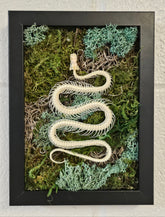 Snake Reclamation by Ryan Doran is a 5" x 8" preserved mixed-media moss art piece featuring delicate snake skeletons arranged in lush moss. Encased in a sleek black frame, it symbolizes transformation, renewal, and resilience. Low-maintenance and visually striking, it’s perfect for modern decor.