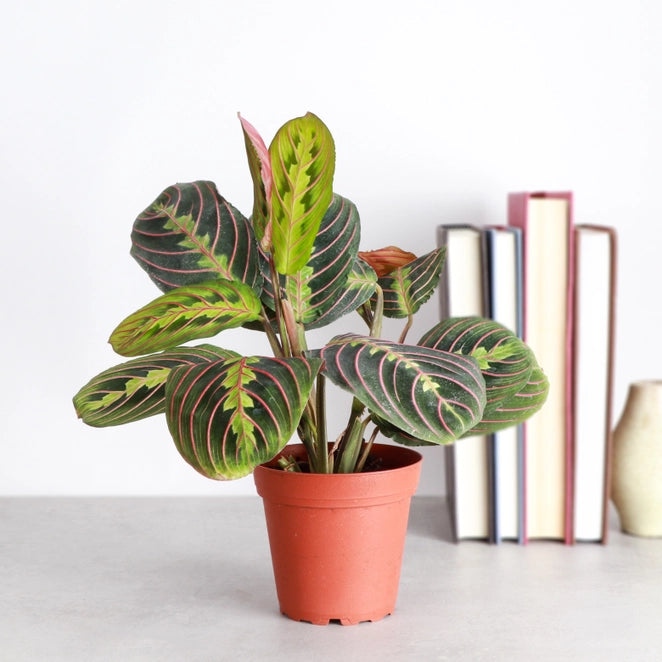 Red Prayer Plant 3&quot; (Maranta leuconeura)