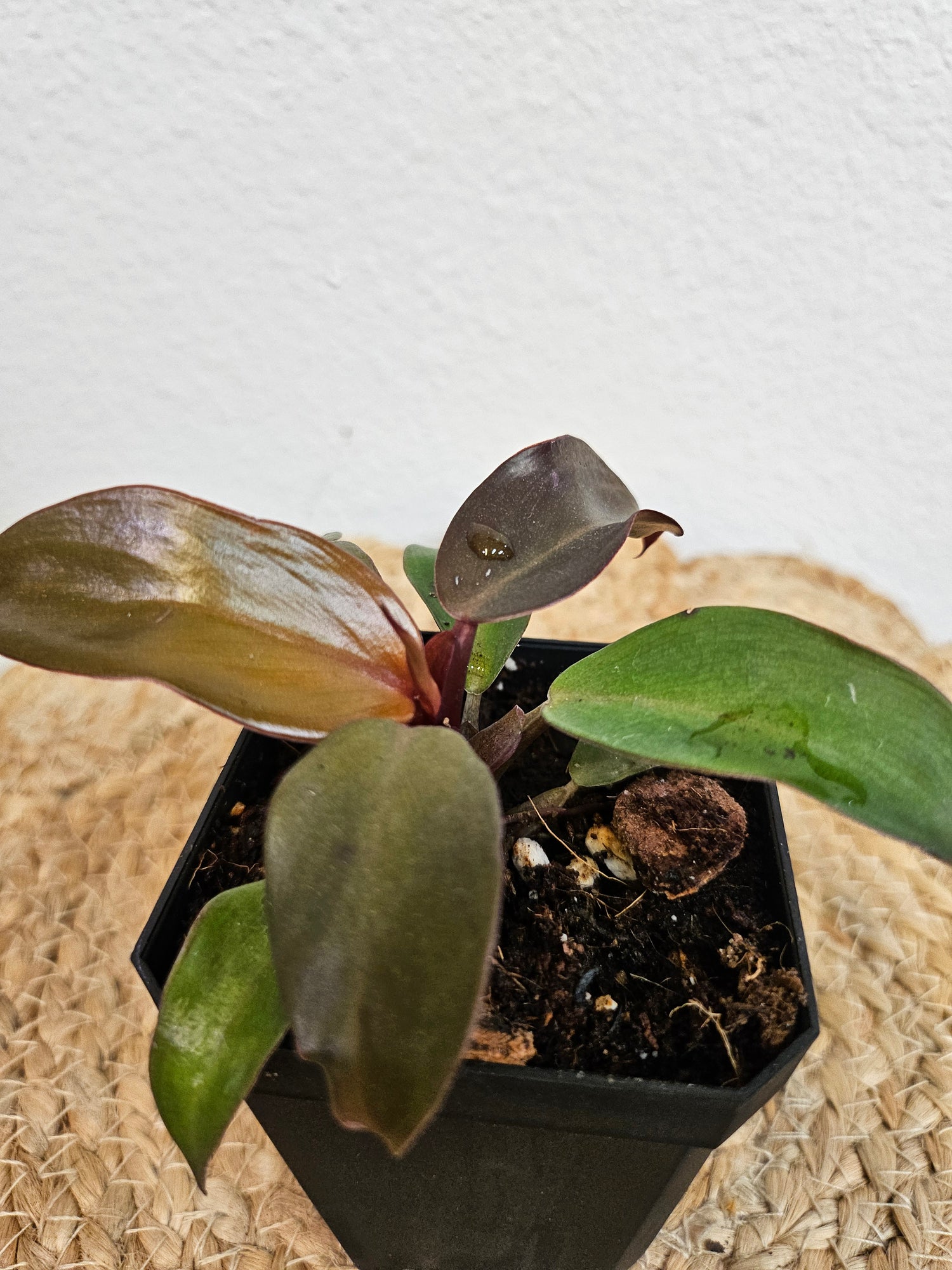 Elevate your indoor garden with the rare Red Moon Philodendron! Its luminous green leaves streaked with fiery red and pink create a living masterpiece. Perfect for collectors, it thrives in bright, indirect light and high humidity, bringing celestial elegance and low-maintenance beauty to any space.