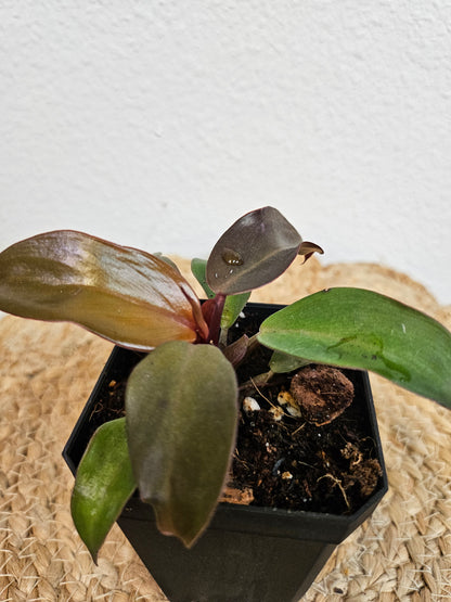 Elevate your indoor garden with the rare Red Moon Philodendron! Its luminous green leaves streaked with fiery red and pink create a living masterpiece. Perfect for collectors, it thrives in bright, indirect light and high humidity, bringing celestial elegance and low-maintenance beauty to any space.