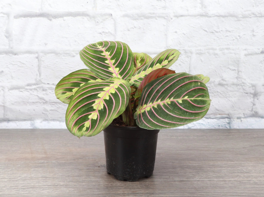 The Red Prayer Plant (Maranta leuconeura) features striking red-veined leaves that fold at night like hands in prayer. This pet-safe, trailing plant thrives in medium to bright indirect light and adapts to low light. Ideal for hanging baskets, it adds vibrant color and charm to any home while being low maintenance.