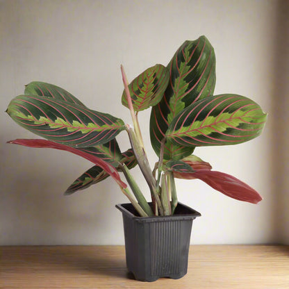 The Red Prayer Plant (Maranta leuconeura) features striking red-veined leaves that fold at night like hands in prayer. This pet-safe, trailing plant thrives in medium to bright indirect light and adapts to low light. Ideal for hanging baskets, it adds vibrant color and charm to any home while being low maintenance.