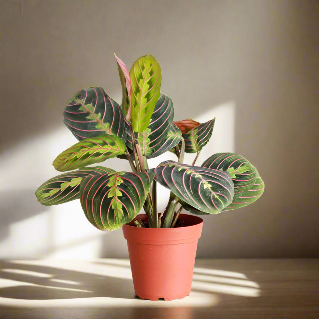 The Red Prayer Plant (Maranta leuconeura) features striking red-veined leaves that fold at night like hands in prayer. This pet-safe, trailing plant thrives in medium to bright indirect light and adapts to low light. Ideal for hanging baskets, it adds vibrant color and charm to any home while being low maintenance.