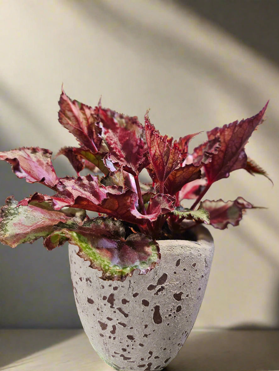 The Rex Begonia brings bold color and unique texture to any indoor space, creating a statement with its lush, patterned leaves. This show-stopping plant is perfect for anyone looking to add personality and artistry to their plant collection.