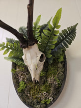 Reclamation: Roe Deer Skull I & II are 14" x 9" preserved mixed-media moss art pieces featuring roe deer skulls set against vibrant moss and ferns. Encased in black oval frames, these striking artworks symbolize life, death, and renewal. Low-maintenance and perfect for modern spaces.