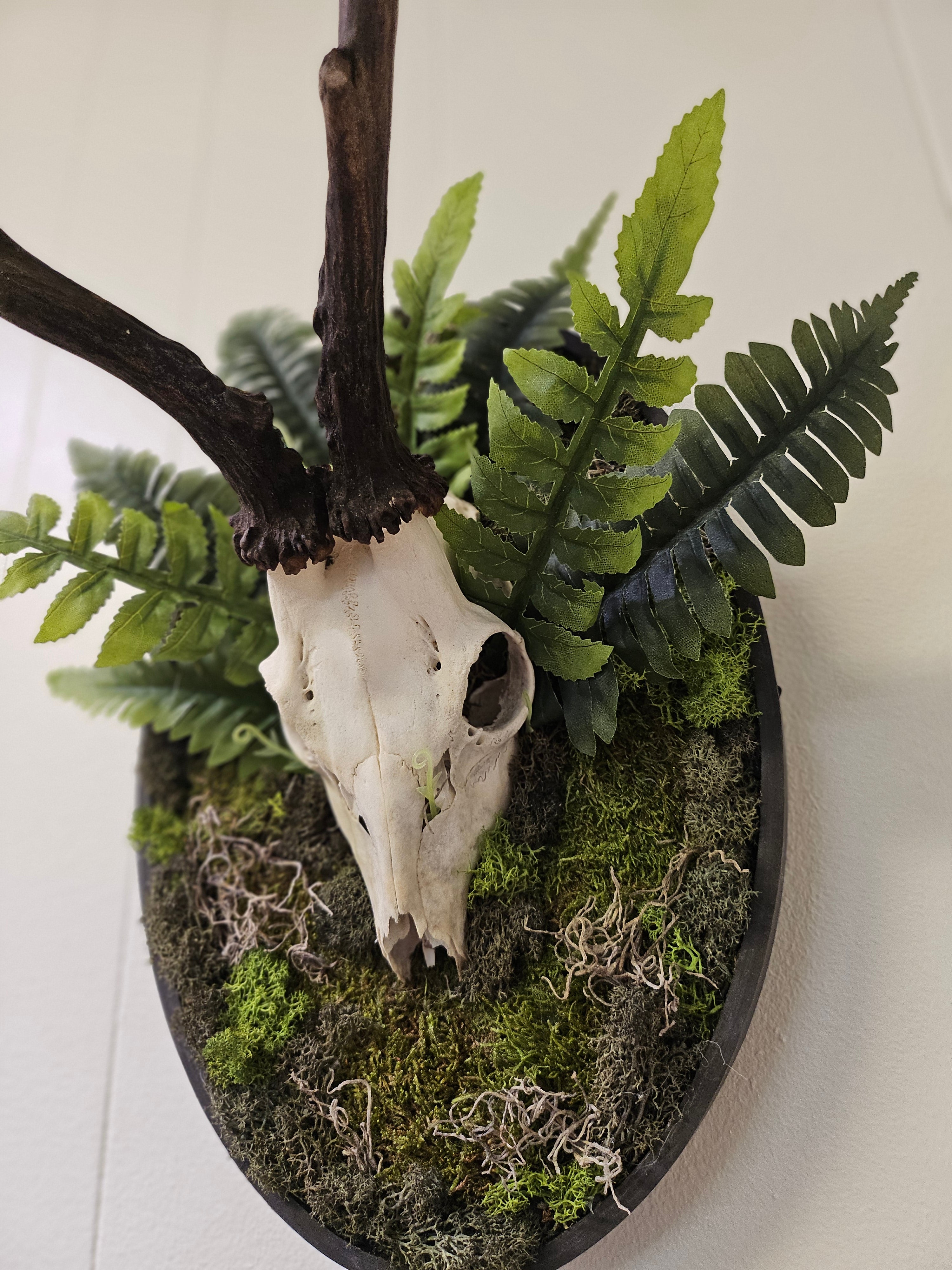 Reclamation: Roe Deer Skull I &amp; II are 14&quot; x 9&quot; preserved mixed-media moss art pieces featuring roe deer skulls set against vibrant moss and ferns. Encased in black oval frames, these striking artworks symbolize life, death, and renewal. Low-maintenance and perfect for modern spaces.