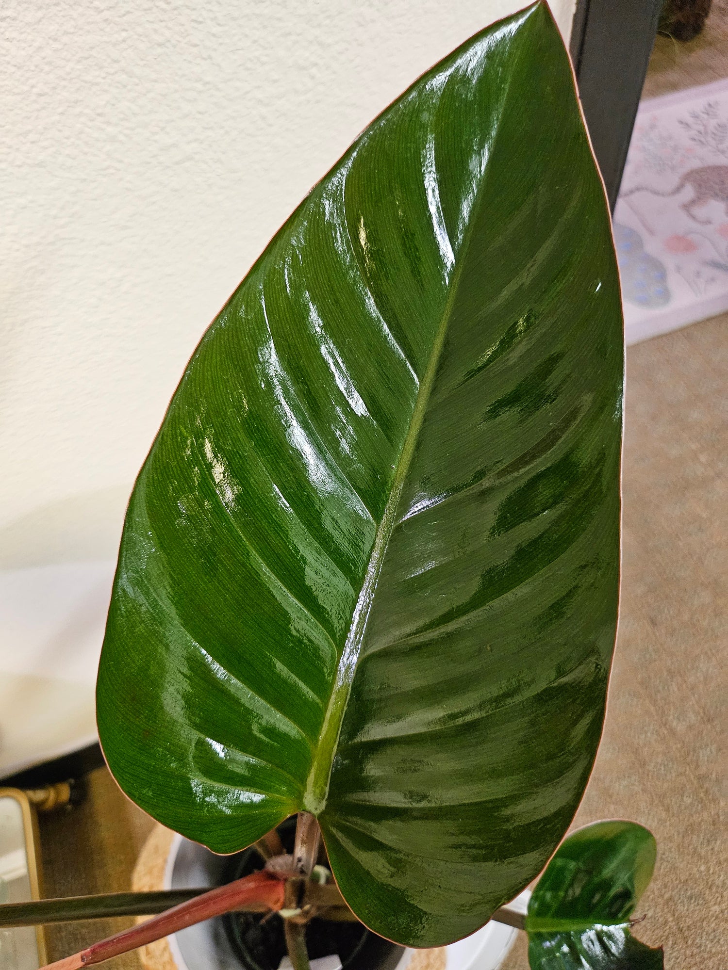 With deep burgundy leaves maturing to glossy green, this self-standing stunner adds a dramatic jungle feel to any space. Thrives in bright, indirect light, needs minimal care, and loves humidity. Perfect for plant lovers! Style it as a focal point for a lush, modern aesthetic.