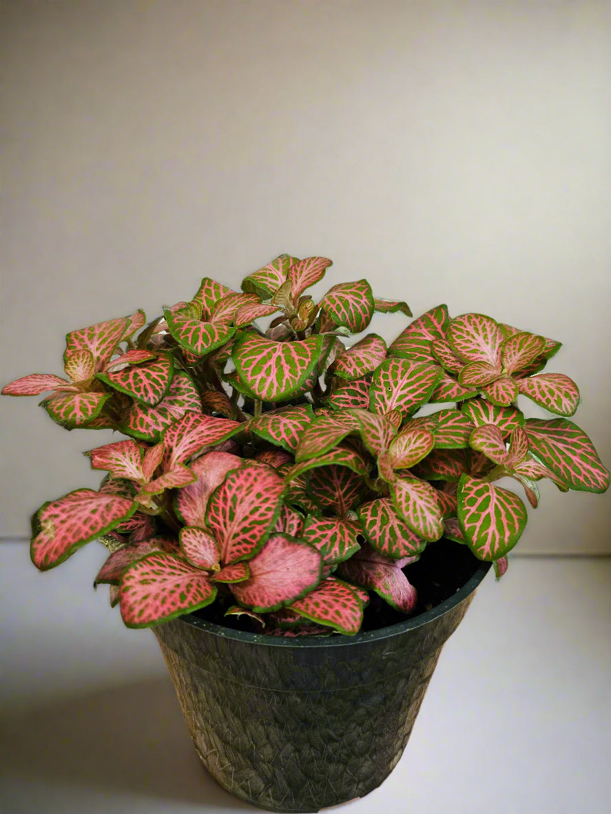 The Nerve Plant (Fittonia albivenis) varieties, features striking veined foliage perfect for terrariums or small spaces. It thrives in bright, indirect light, high humidity, and moist soil. Ideal for those seeking a medium-care plant, it adds vibrant texture and tropical charm to any room.