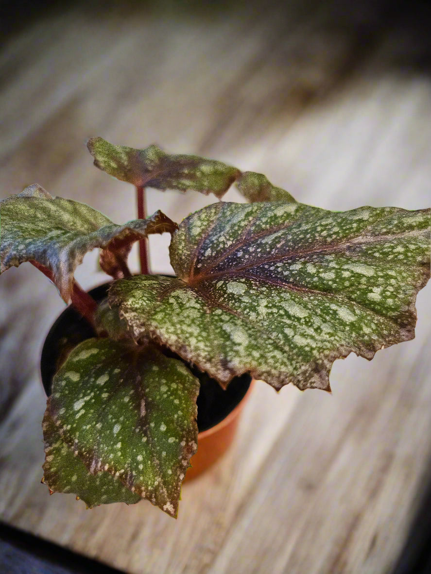 The Begonia Rex &