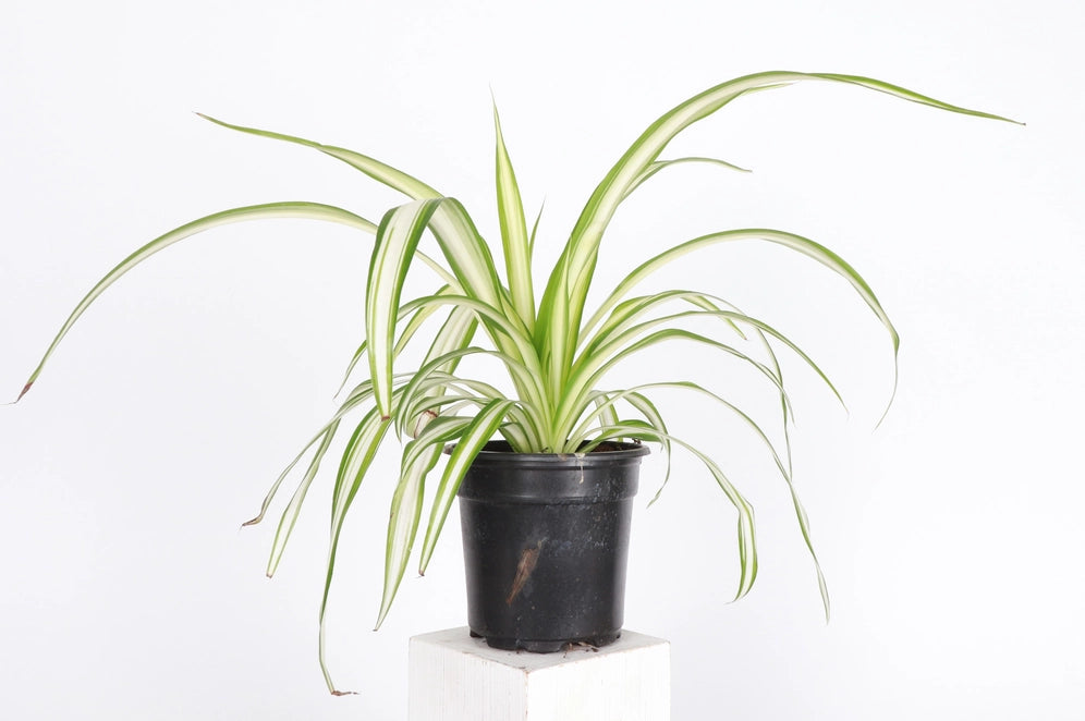 Spider Plant (Chlorophytum comosum)