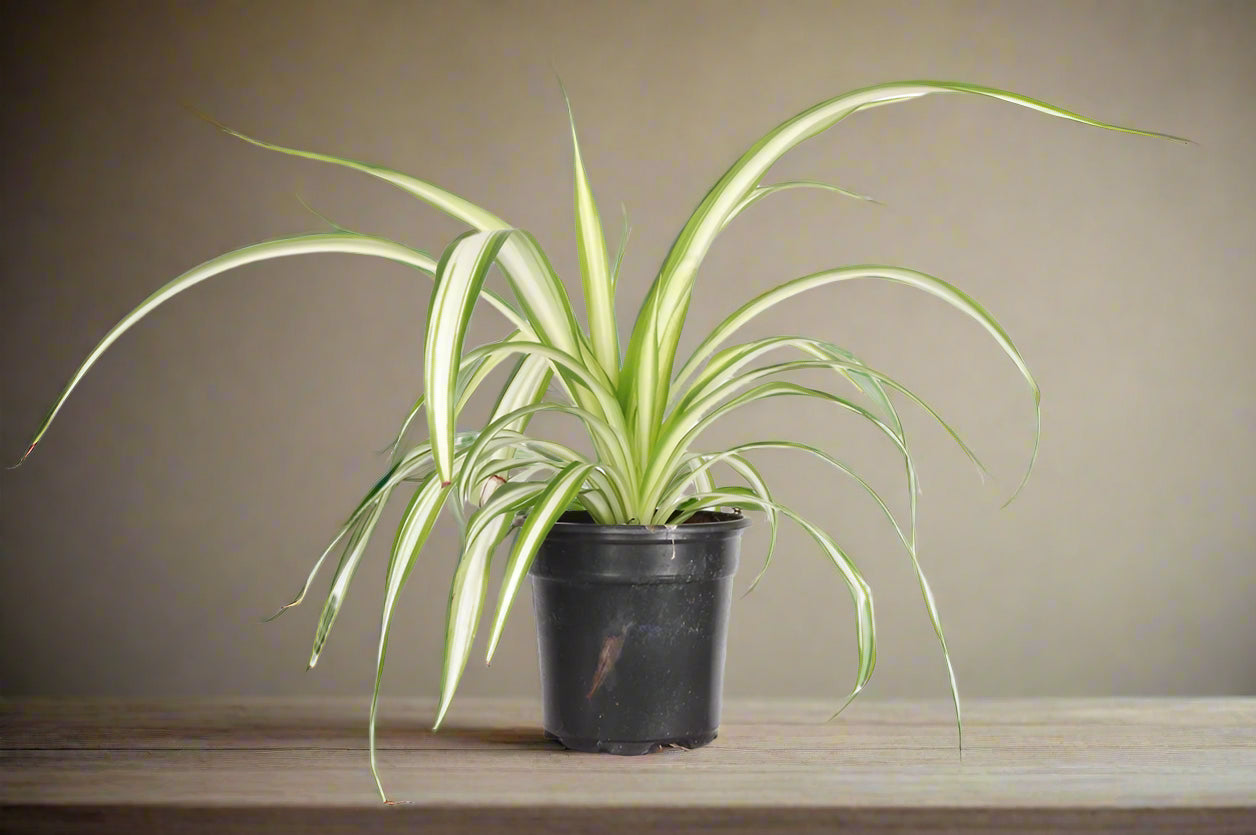 The Spider Plant (Chlorophytum comosum) is a low-maintenance, fast-growing houseplant with white and green striped leaves. Ideal for beginners, it thrives in medium to bright indirect light and adapts to low light. Non-toxic and pet-safe, it produces baby plants for easy propagation, making it a perfect low-key addition to any home.