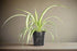 The Spider Plant (Chlorophytum comosum) is a low-maintenance, fast-growing houseplant with white and green striped leaves. Ideal for beginners, it thrives in medium to bright indirect light and adapts to low light. Non-toxic and pet-safe, it produces baby plants for easy propagation, making it a perfect low-key addition to any home.