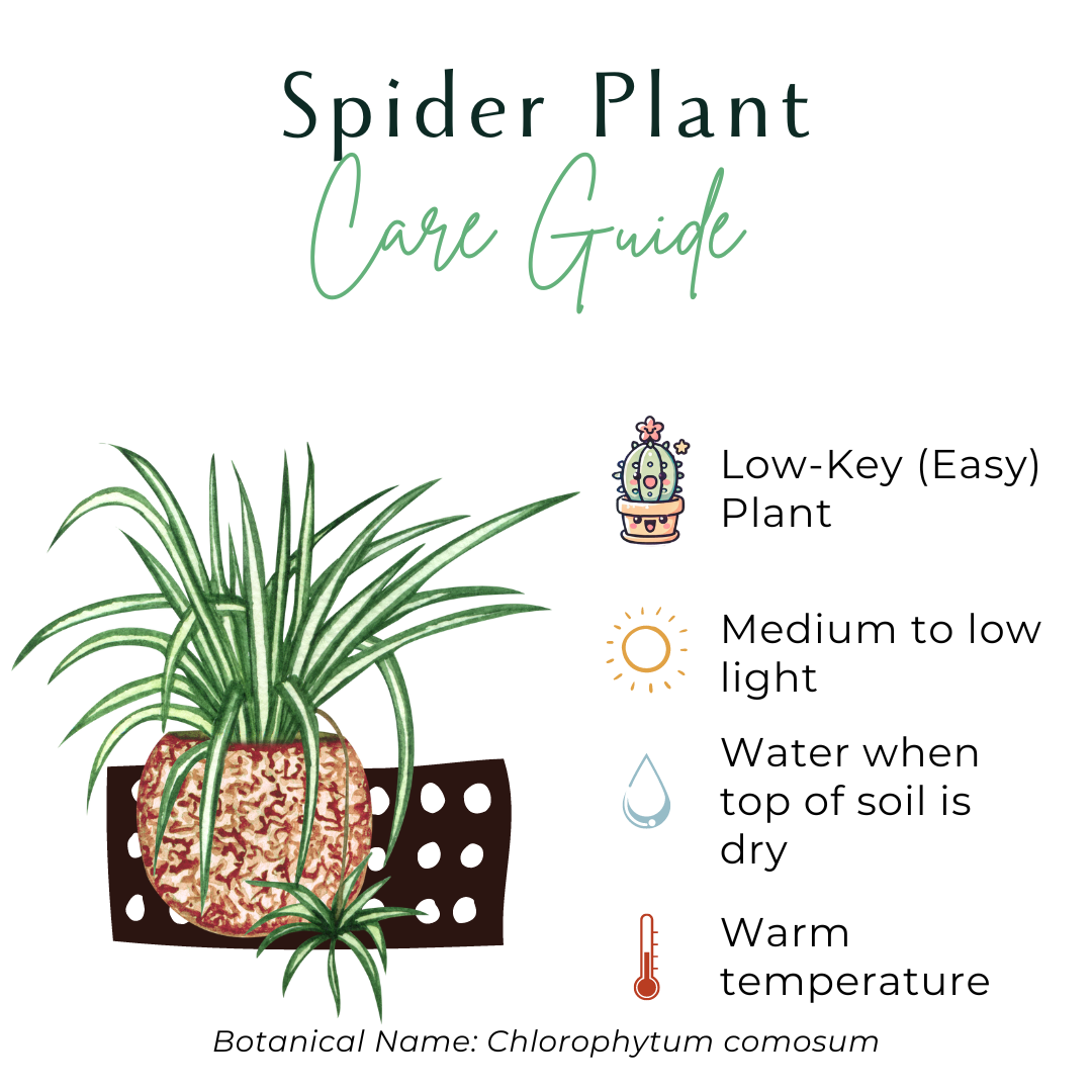 The Spider Plant (Chlorophytum comosum) is a low-maintenance, fast-growing houseplant with white and green striped leaves. Ideal for beginners, it thrives in medium to bright indirect light and adapts to low light. Non-toxic and pet-safe, it produces baby plants for easy propagation, making it a perfect low-key addition to any home.