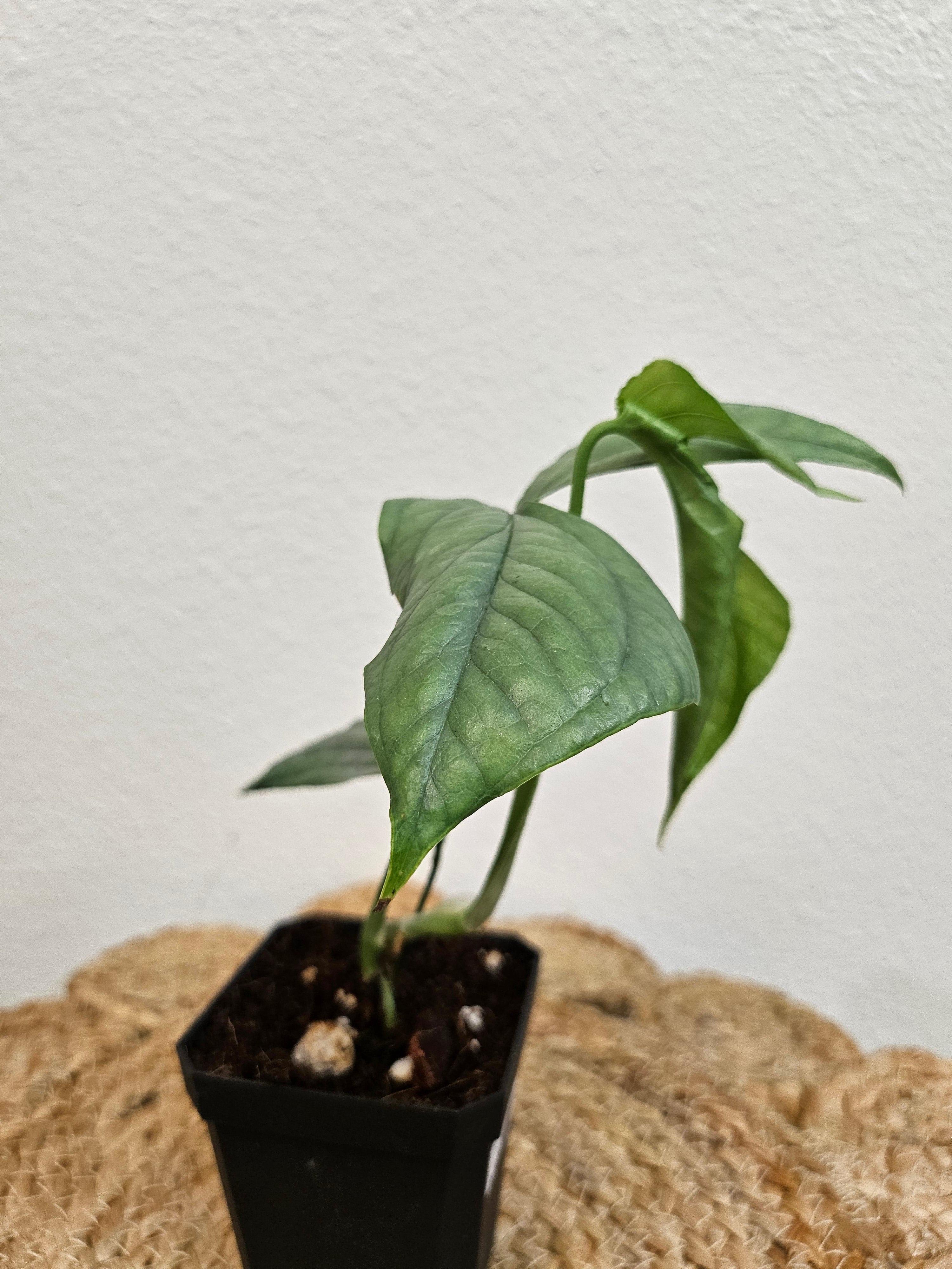 Add drama to your indoor jungle with the Spiderman Monstera (Amydrium Silver). Its rare, silver-green leaves with spiderweb-like fenestrations make it a collector&