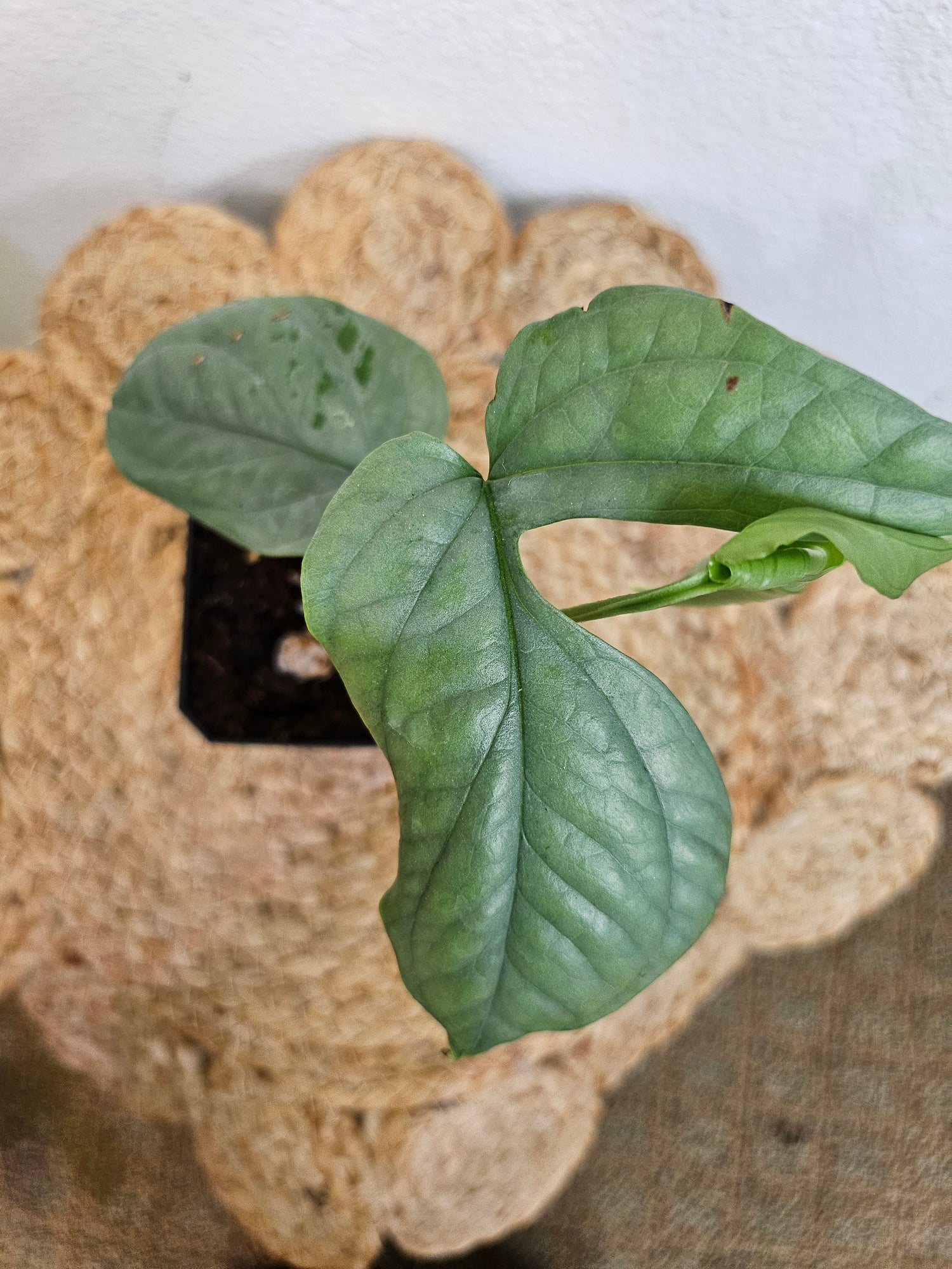 Add drama to your indoor jungle with the Spiderman Monstera (Amydrium Silver). Its rare, silver-green leaves with spiderweb-like fenestrations make it a collector&