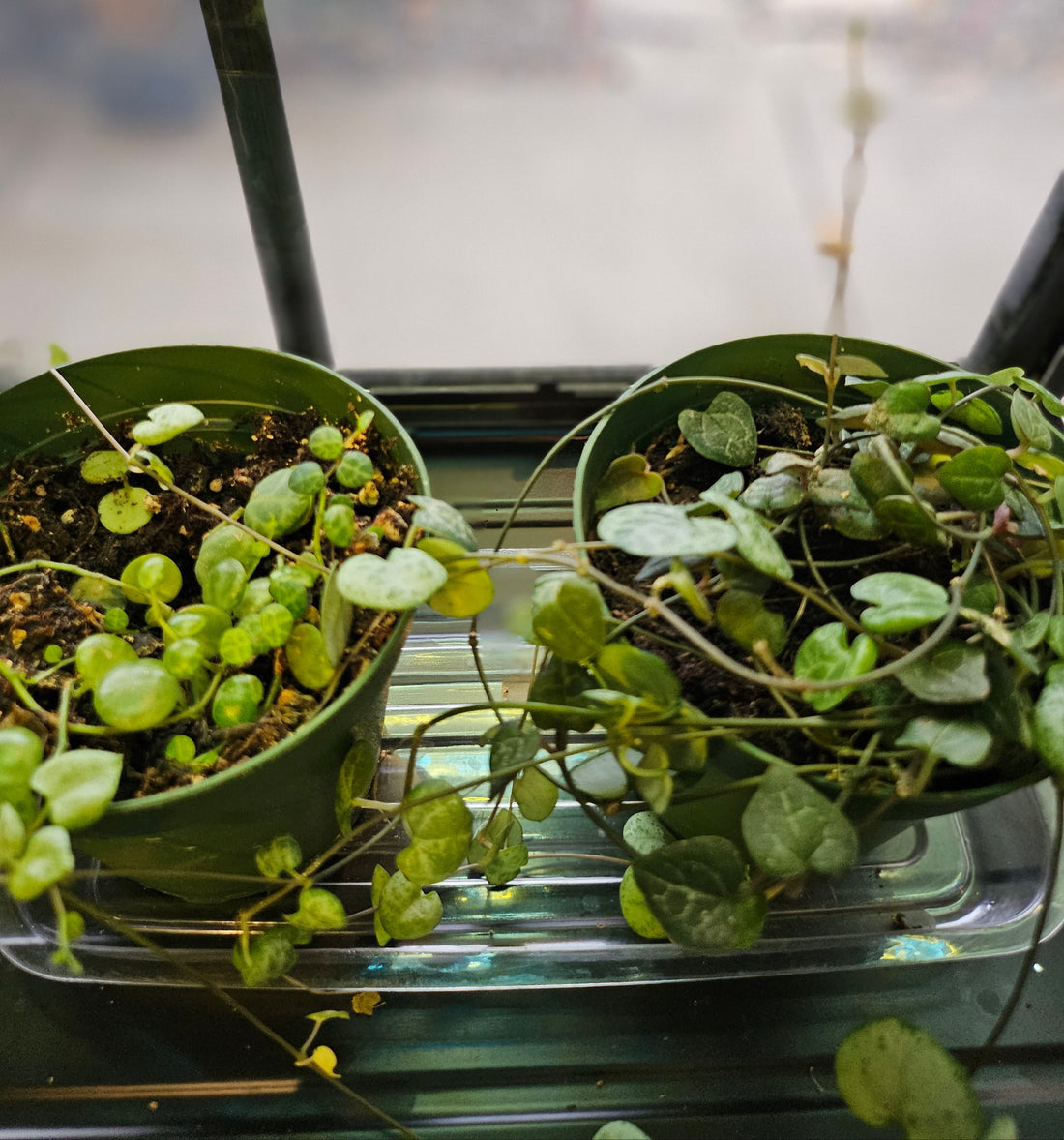 The Peperomia prostrata, or String of Turtles, is a slow-growing trailing plant with small, round leaves resembling turtle shells. Ideal for hanging baskets or terrariums, it thrives in bright, indirect light and moderate humidity. Easy to care for, it needs well-draining soil and partial drying between waterings. 