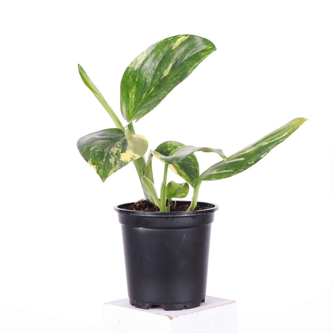 The Monstera Standleyana is a rare climbing plant known for its stunning variegated leaves, featuring splashes of yellow and cream on a dark green background. Thriving in bright, indirect light, this easy-care plant is perfect for collectors looking for a unique addition. Ideal for training on a moss pole or trellis.