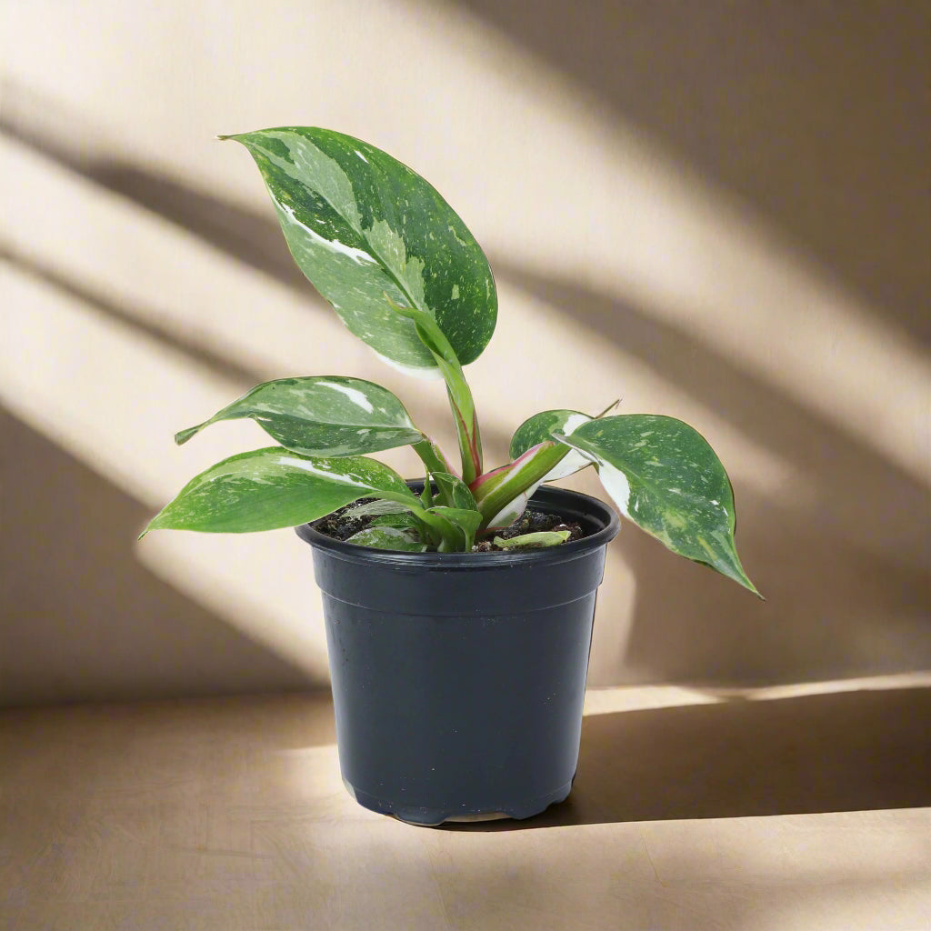 The Philodendron White Princess is a rare, highly sought-after houseplant with striking variegated foliage. Its glossy green and creamy white leaves create a stunning contrast, making it a showpiece in any indoor space. Thriving in bright, indirect light, it adds elegance to any plant collection while enhancing variegation.