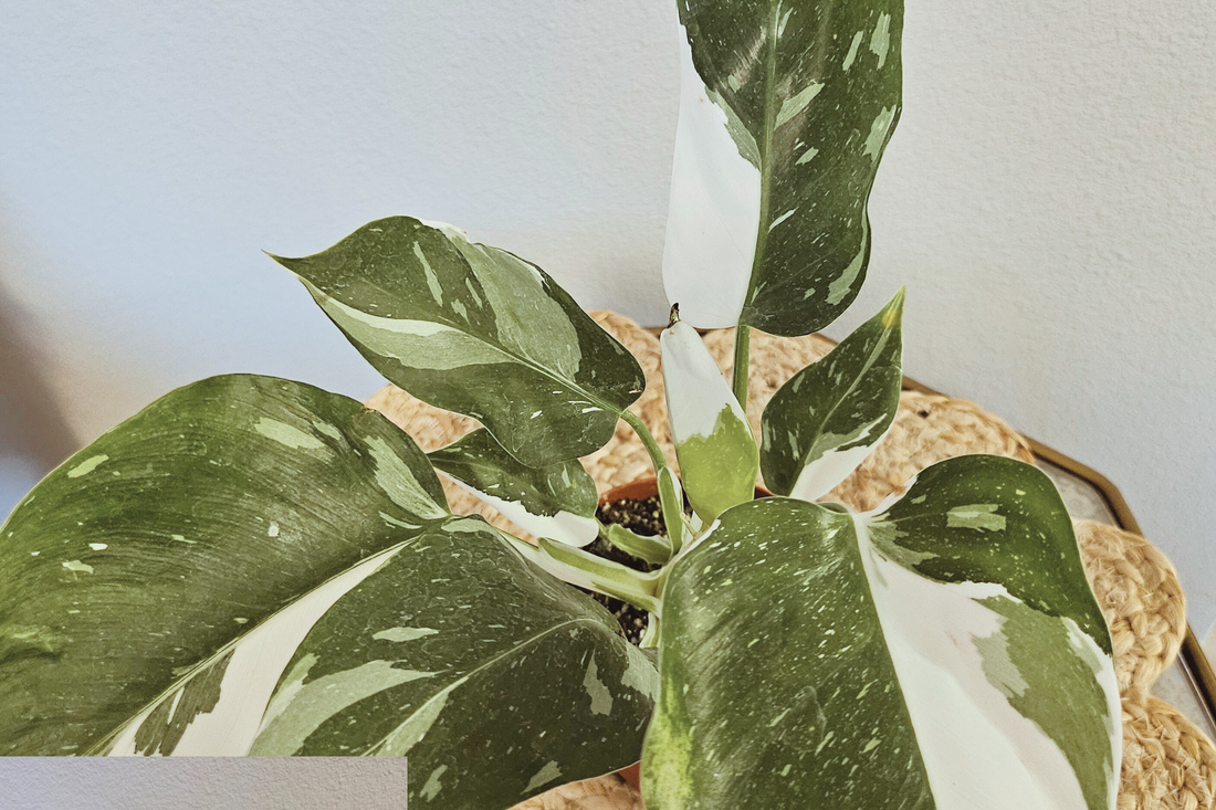 The Philodendron White Princess is a rare, highly sought-after houseplant with striking variegated foliage. Its glossy green and creamy white leaves create a stunning contrast, making it a showpiece in any indoor space. Thriving in bright, indirect light, it adds elegance to any plant collection while enhancing variegation.