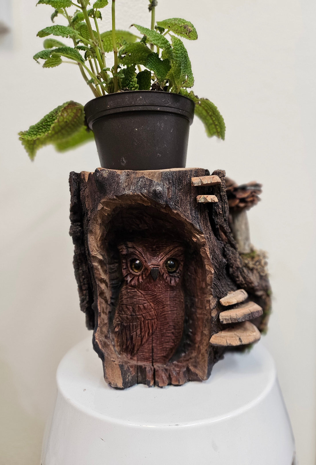 This Hand-Carved Owl &amp; Mushroom Wood Spirit Planter in solid walnut features intricate carved owl and pinecone mushroom details. 100% handmade, each piece is unique and perfect for home decor or garden. The natural walnut grain and artisanal craftsmanship add rustic charm, making it a standout decorative piece for any space.