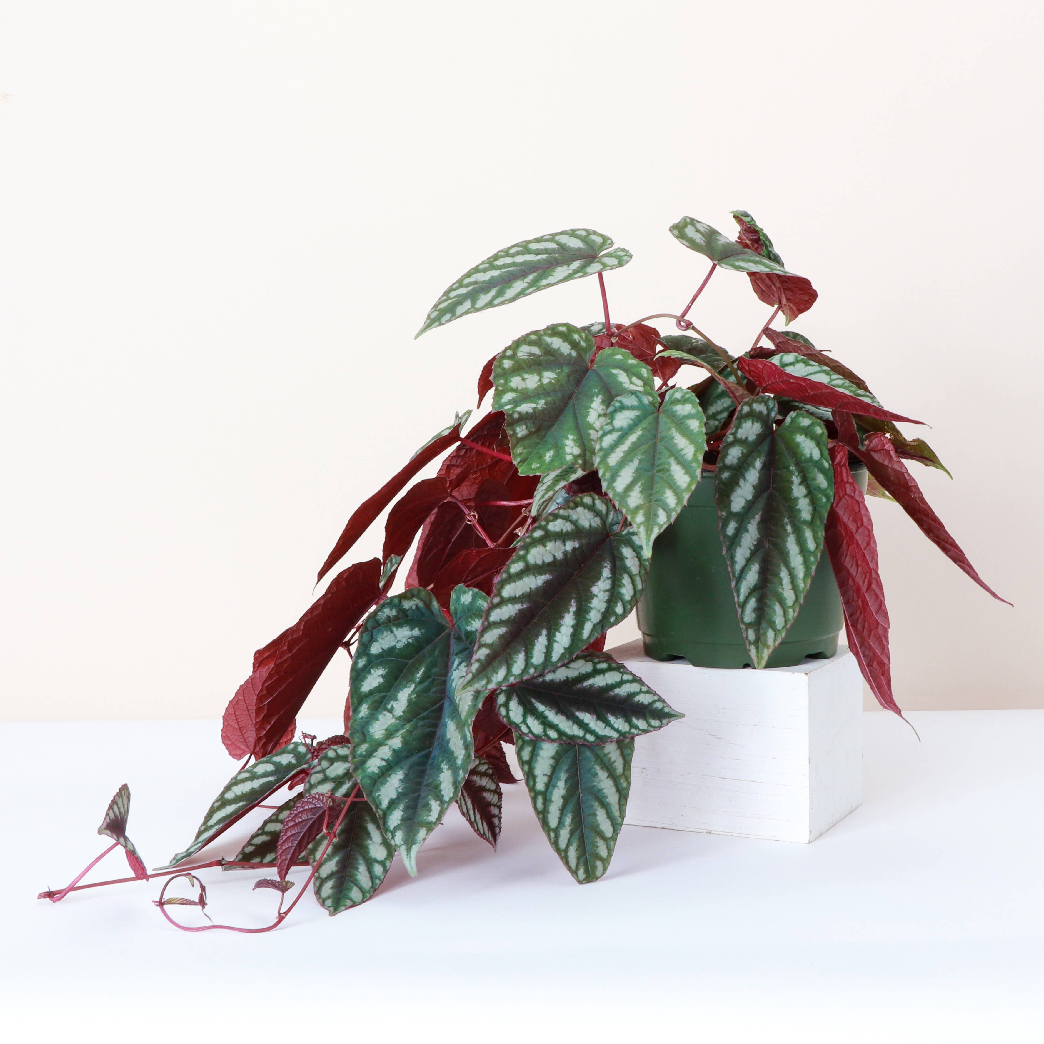 Rex Begonia Vine (Cissus Discolor) 4&quot; Rare Plant