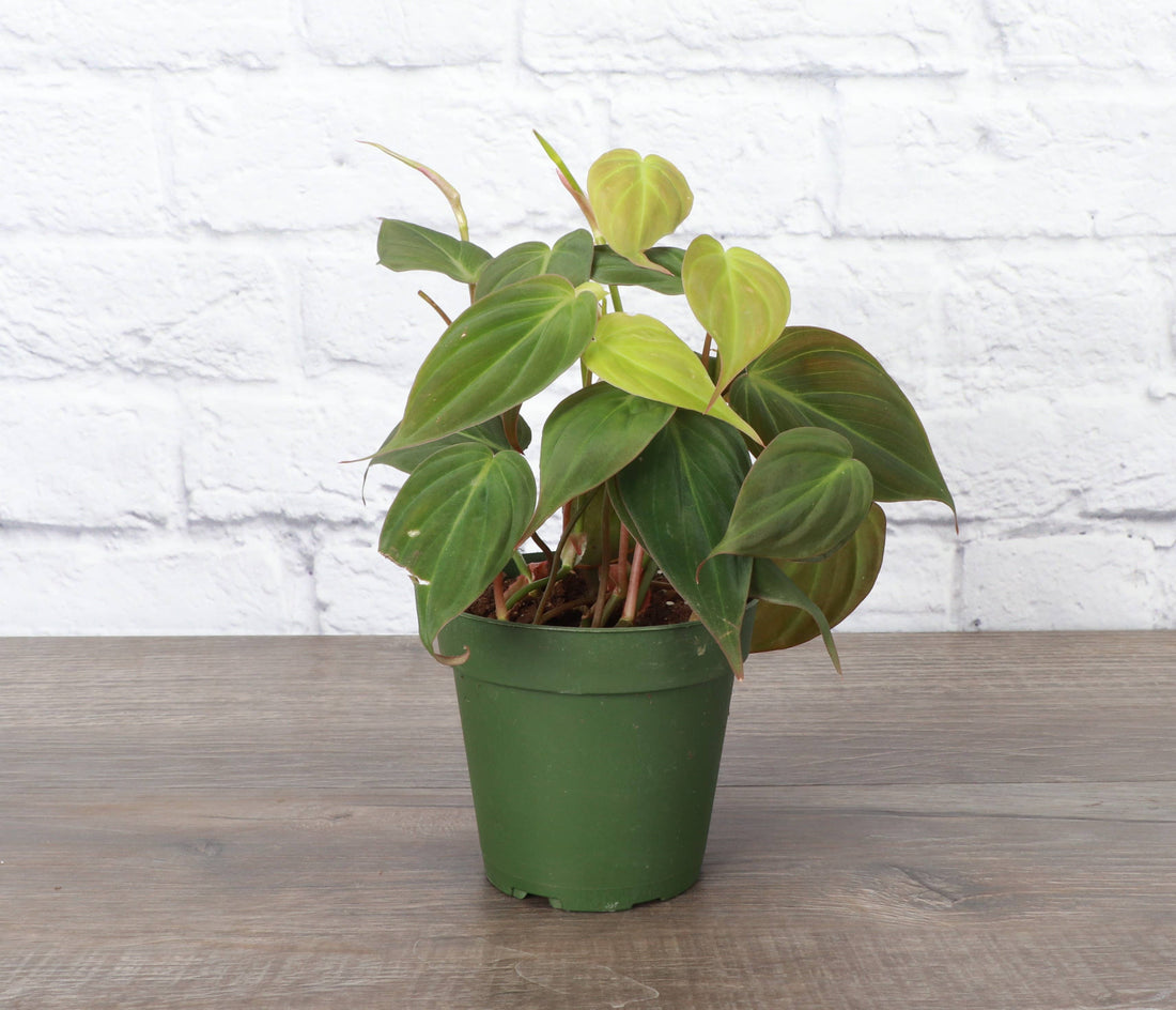 Philodendron Micans 4&quot; Plant (Philodendron hederaceum ‘Micans’)