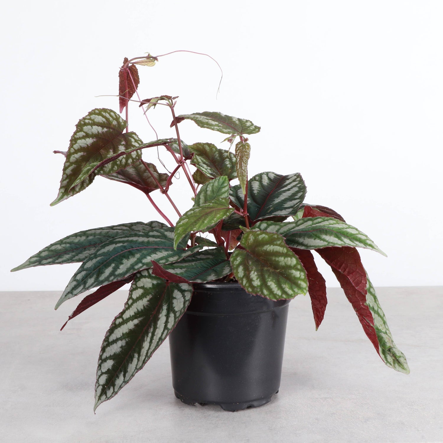 Rex Begonia Vine (Cissus Discolor) 4&quot; Rare Plant