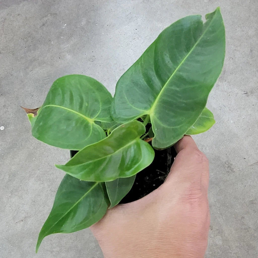 Anthurium Veitchii ‘King’ Wide Form Plant