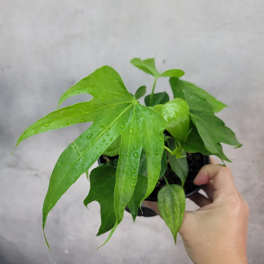 The Anthurium ‘Fingers’ (Anthurium pedatoradiatum) is a rare tropical plant prized for its hand-like, segmented leaves. It thrives in bright, indirect light, high humidity, and well-draining soil. With medium care needs, it requires regular misting and careful watering to prevent rot.