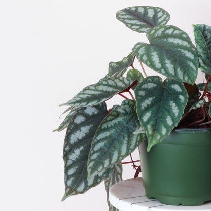 Rex Begonia Vine (Cissus Discolor) 4&quot; Rare Plant