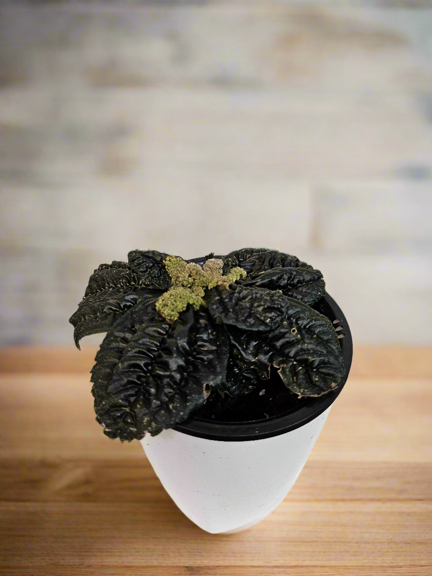 Chocolate Pilea (Pilea mollis) 4&quot; Plant