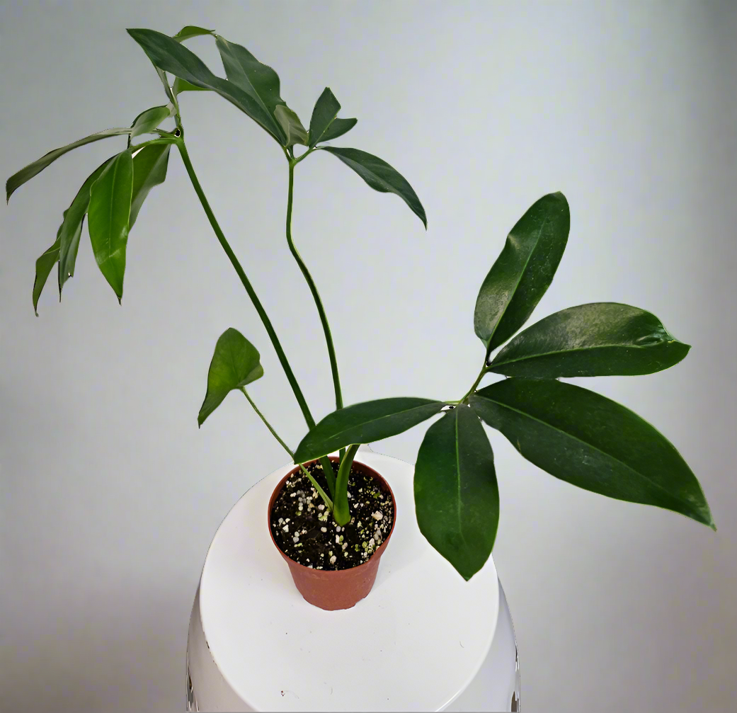 Finger Leaf Philodendron (Philodendron goeldii) Rare 4&quot; Plant