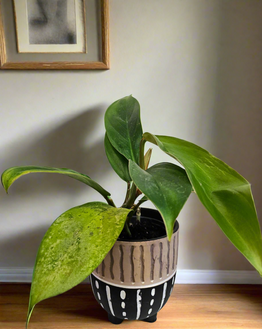 Philodendron baudoense Rare 4&quot; Plant