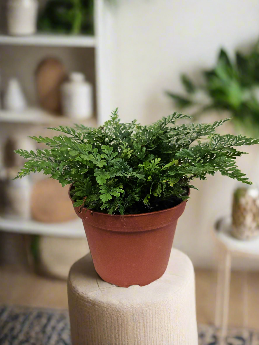 Rabbit’s Foot Fern (Davallia fejeensis) 4&quot; Plant