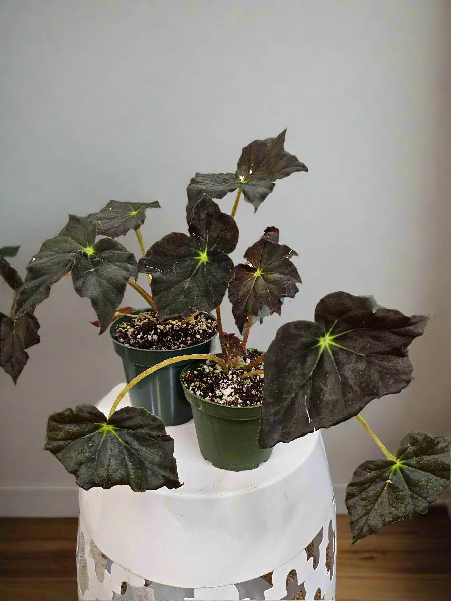 Begonia ‘Joe Hayden’ Rare 4&quot; Plant (Saxifraga stolonifera)