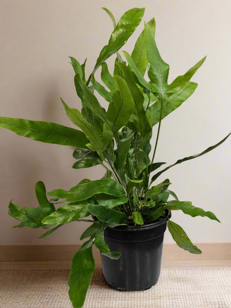 Blue Star Fern (Phlebodium aureum) 4&quot; Plant