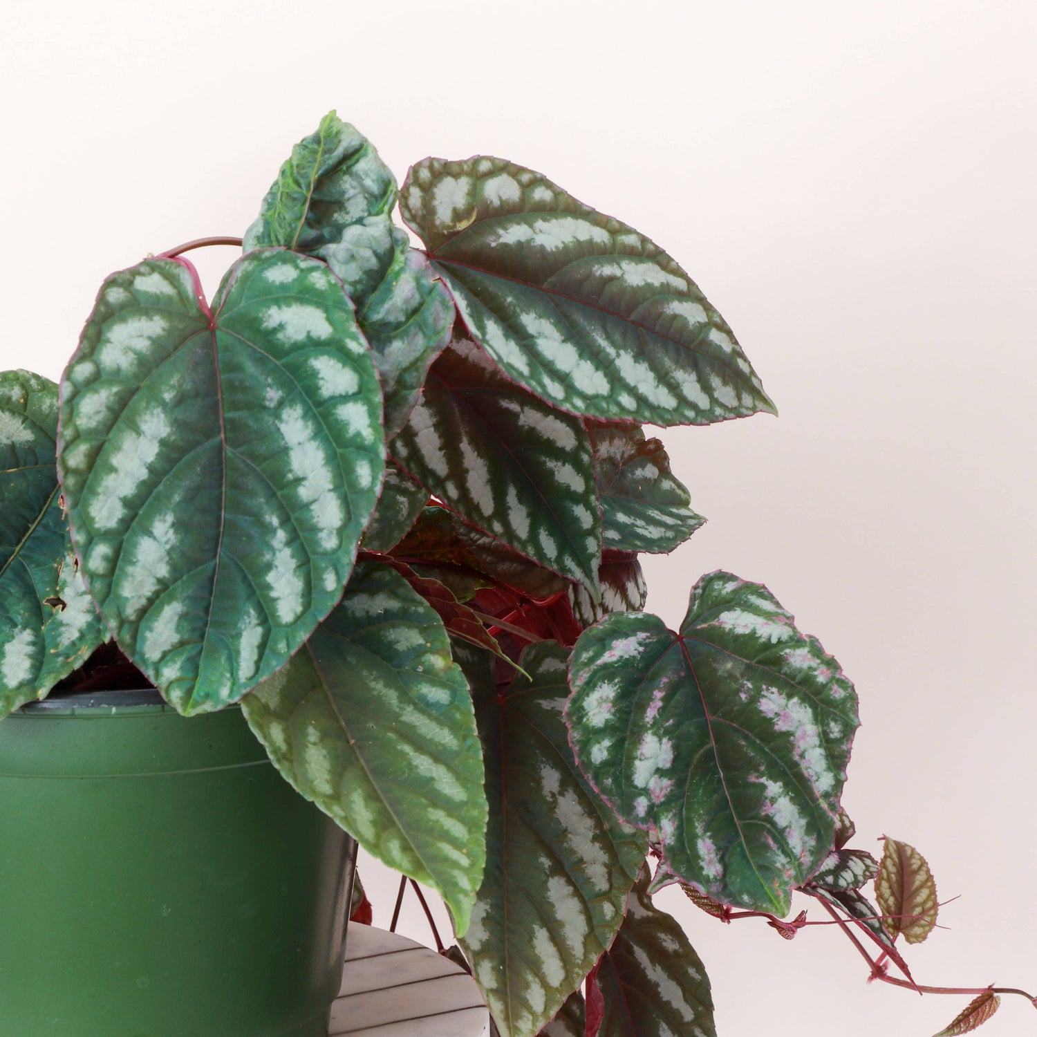 Rex Begonia Vine (Cissus Discolor) 4&quot; Rare Plant