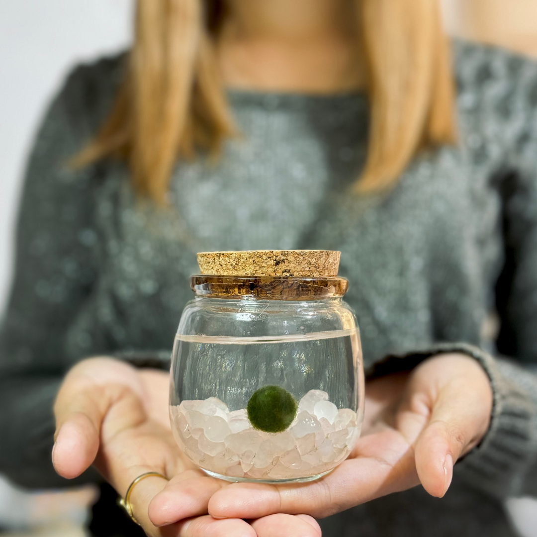 Rose Quartz Marimo Moss Ball Terrarium, 3&quot;