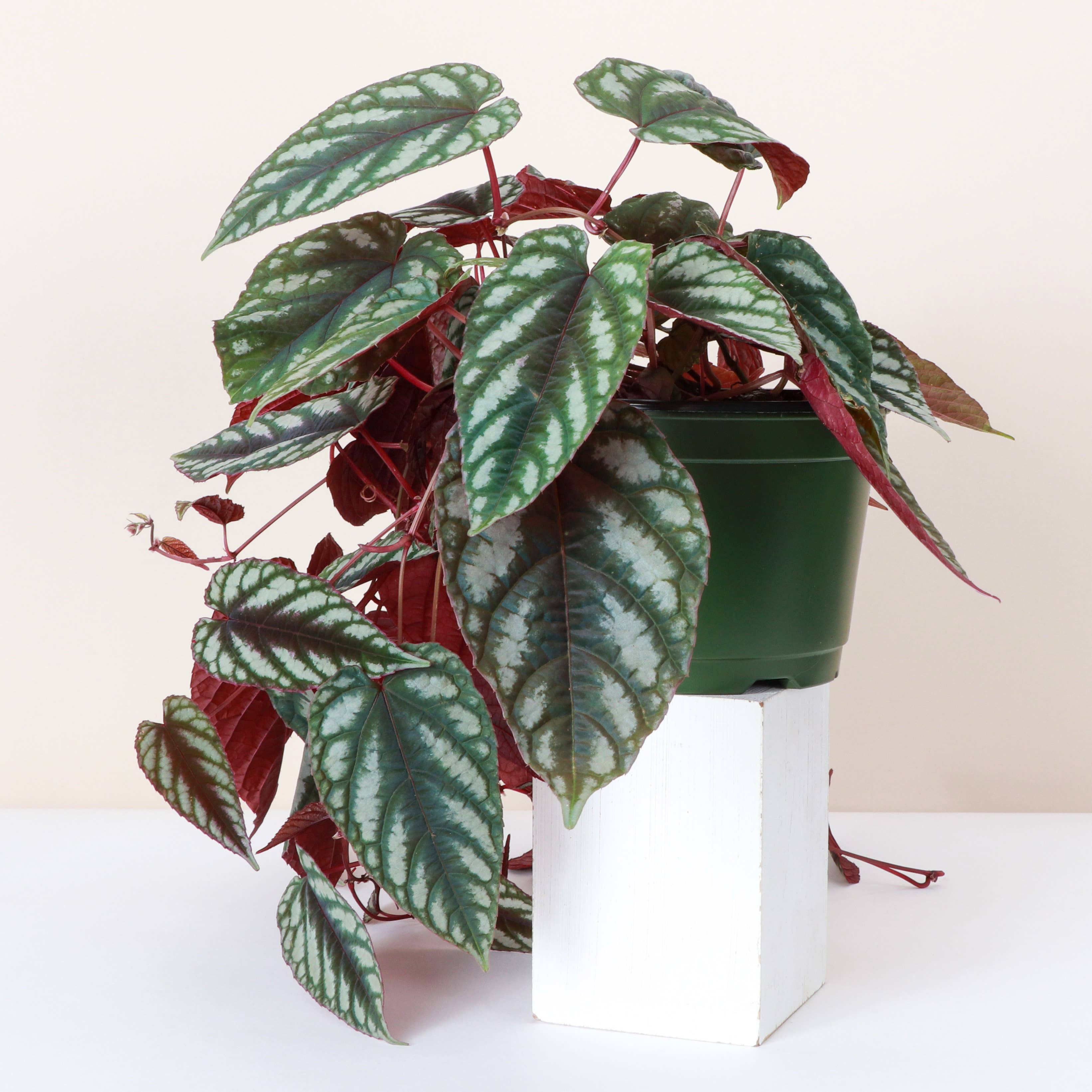 Rex Begonia Vine (Cissus Discolor) 4&quot; Rare Plant