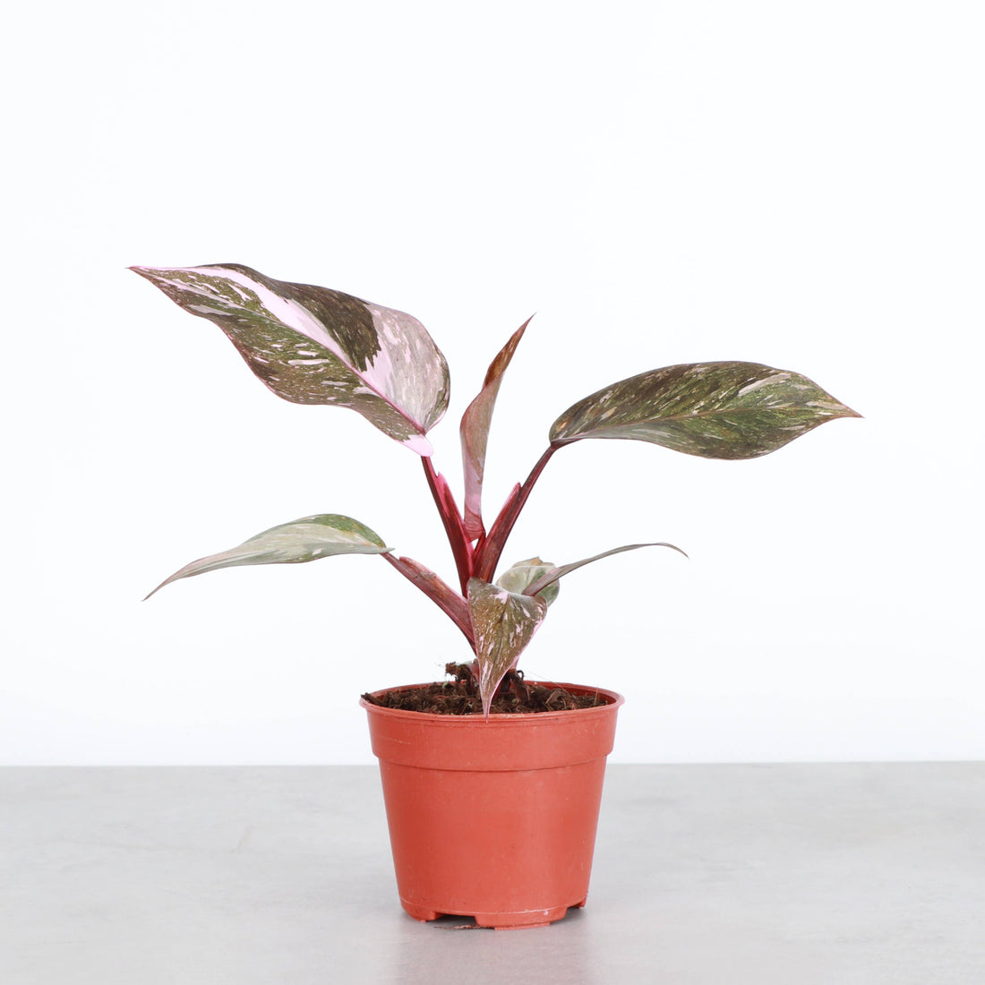 Philodendron Pink Naomi 4&quot; Rare Plant (Philodendron erubescens)