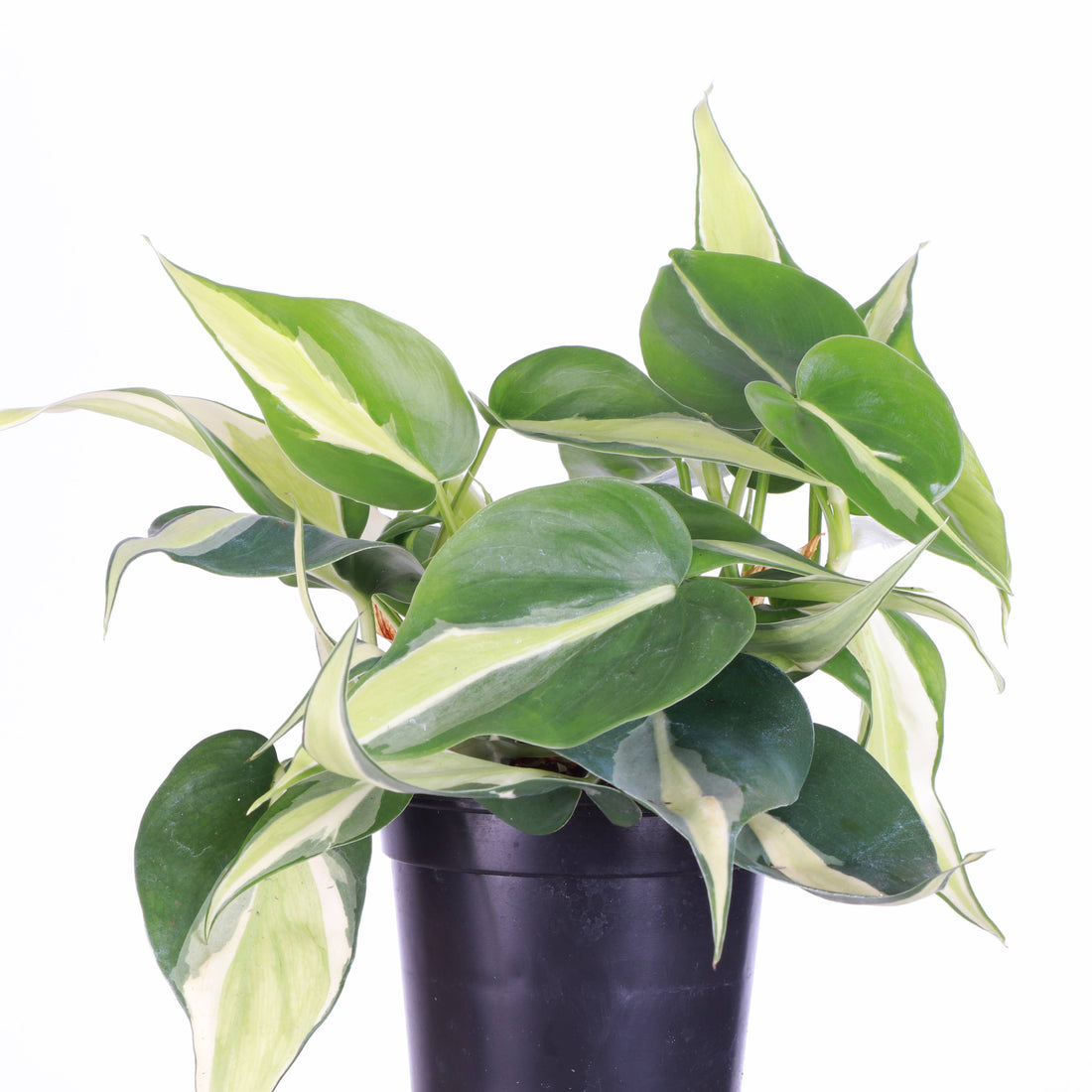 Silver Stripe Philodendron 4&quot; Rare Plant (Philodendron hederaceum)