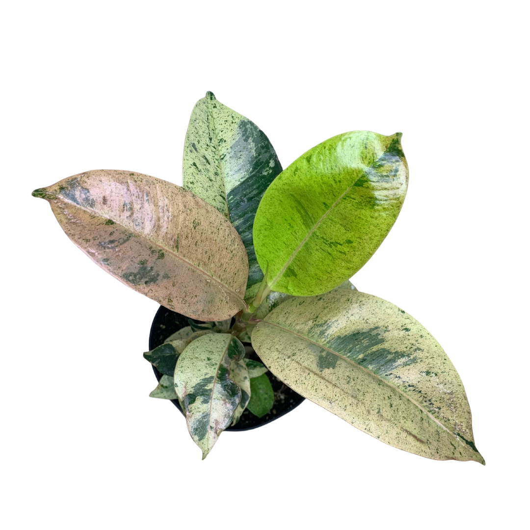 Ficus Shivereana &