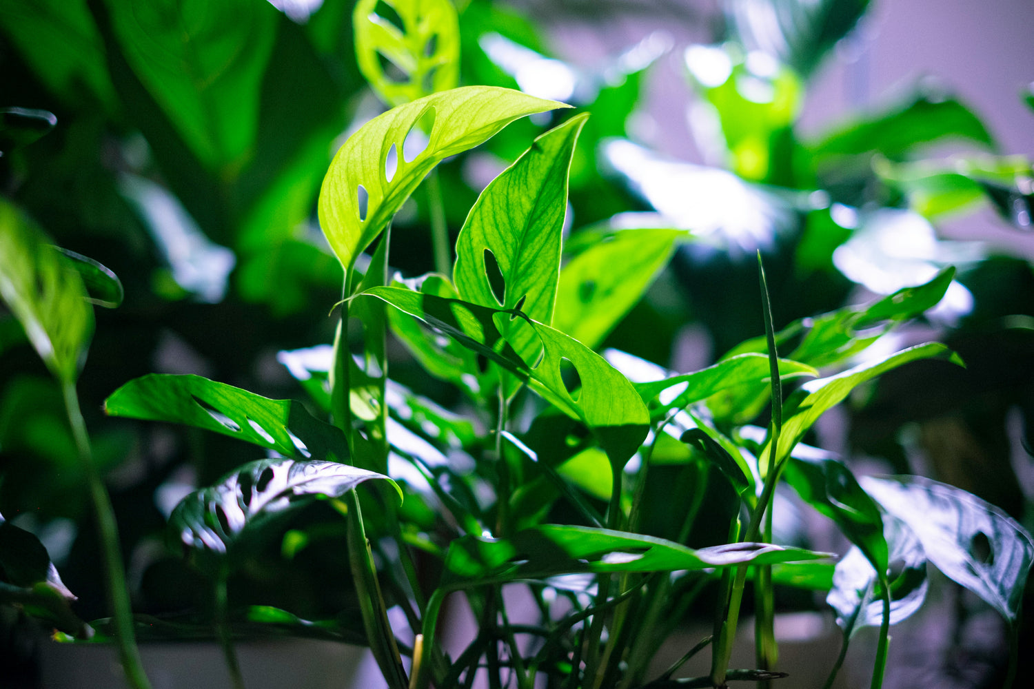 Monstera Adansonii  / Swiss Cheese Plant