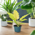 Philodendron Golden Crocodile is a vibrant and captivating houseplant celebrated for its elongated, serrated leaves that start as a striking golden yellow and mature into a rich yellow-green. The more light it gets, the brighter its color becomes.