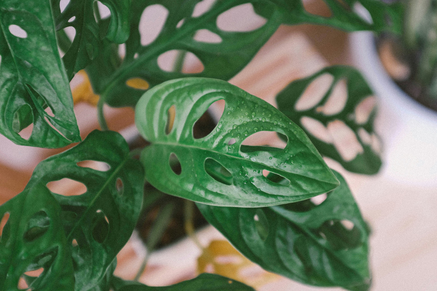 Monstera Adansonii  / Swiss Cheese Plant