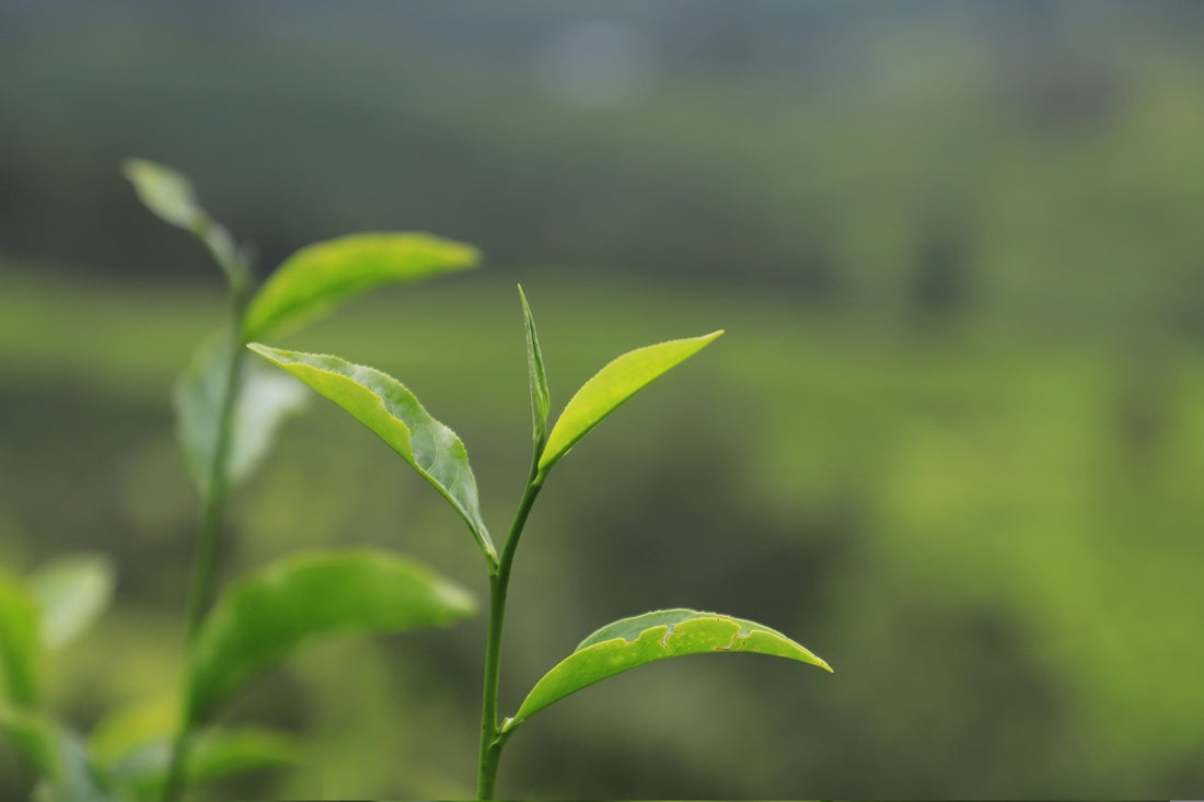 Large Leaf Tea 3&quot; Plant (Camellia sinensis)