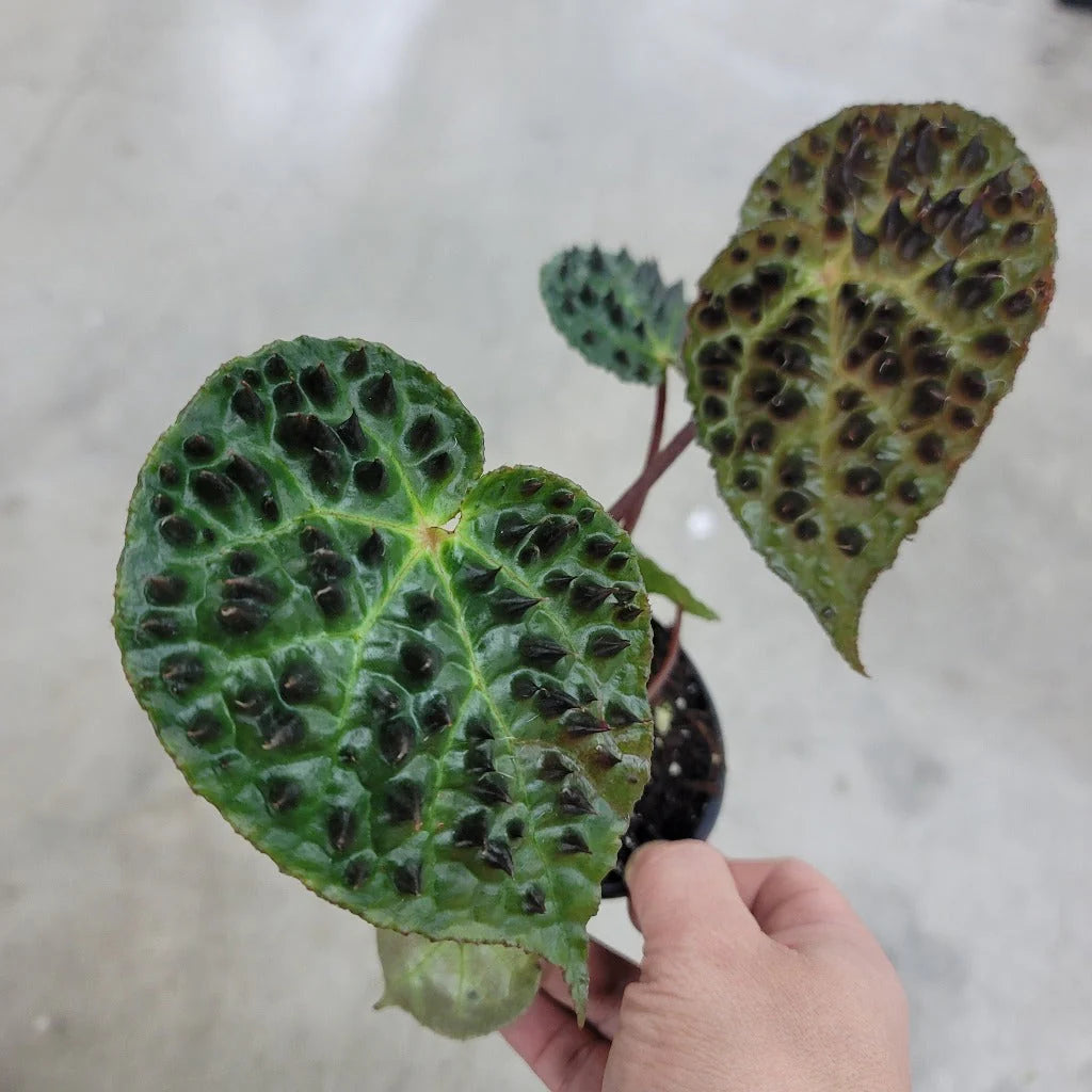 Begonia Ferox / Fierce Begonia Rare Plant