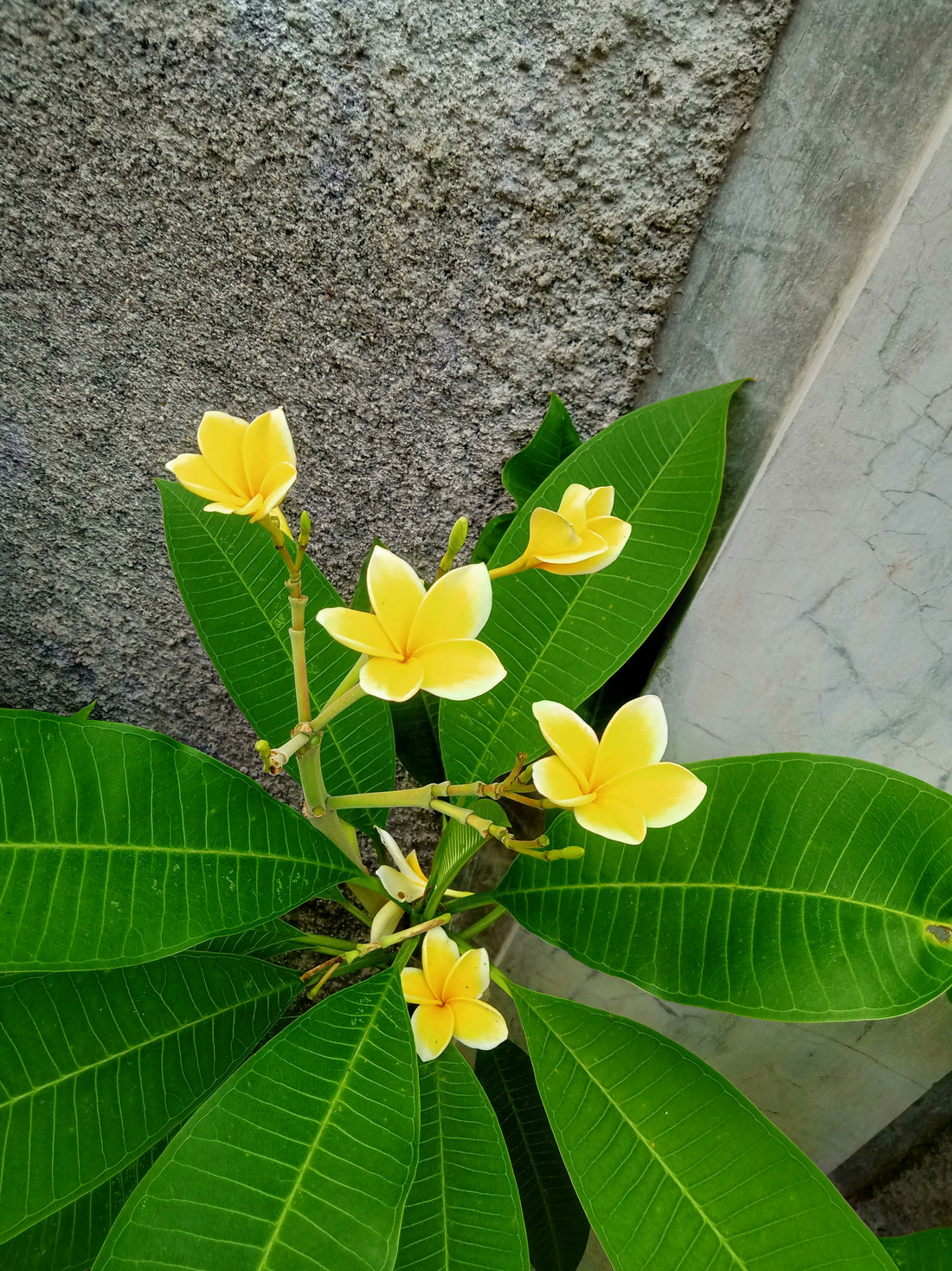 Plumeria Plant